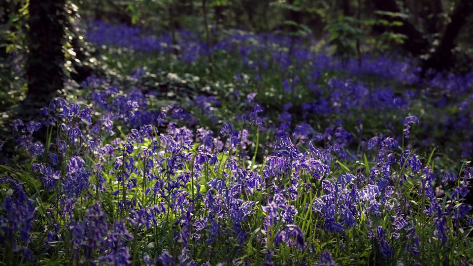 A carpet of bluebells lit by patches of morning sunlight in a woodland