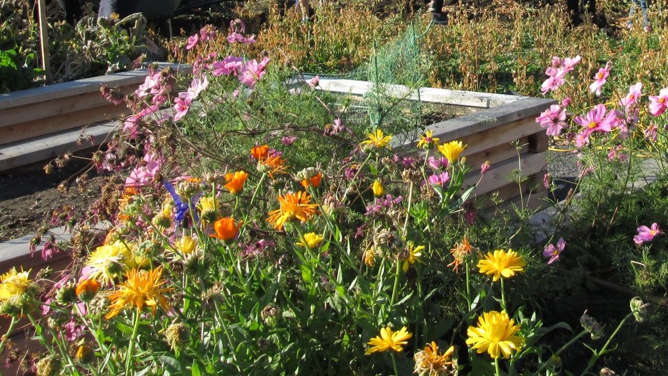 Orange, yellow and pink flowers spilling over raised wooden beds in a community garden